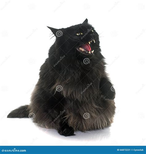 Angry Black Cat Stock Image Image Of Large Obesity 66872231