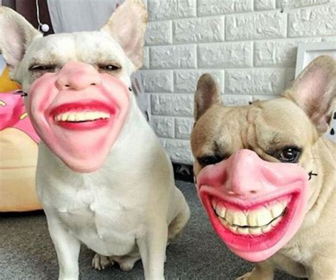 Human Face Dog Masks Dog Face Dog Mask Dogs