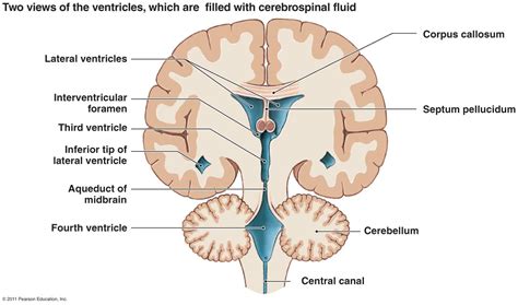 Coronal View Ventricles Brain Anatomy Brain Diagram Anatomy And