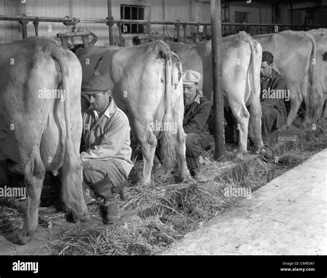 Milking Cows By Hand Hi Res Stock Photography And Images Alamy
