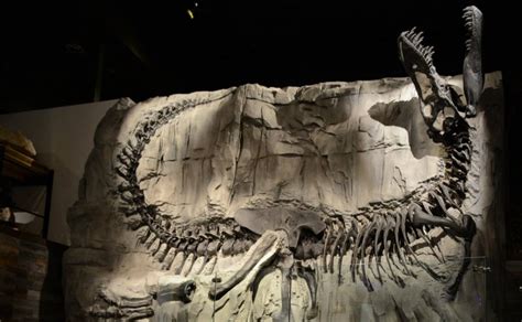 100 Million Year Old Fossil Bones Of Sauropod Dinosaurs Found In