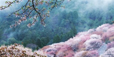 14 Stunning Photos Of Sakura Season In Japan Japan Summer In Japan