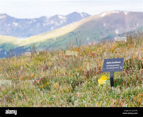 Alpine Sunflower Blossom Alone The Alpine Ridge Trail At Rocky Mountain