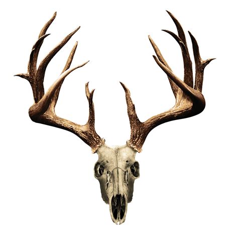 5 X 7 Decal Of A Non Typical Whitetail Buck Skull On A Clear