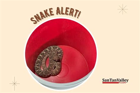 San Tan Valley News And Info Snake Safety Alert San