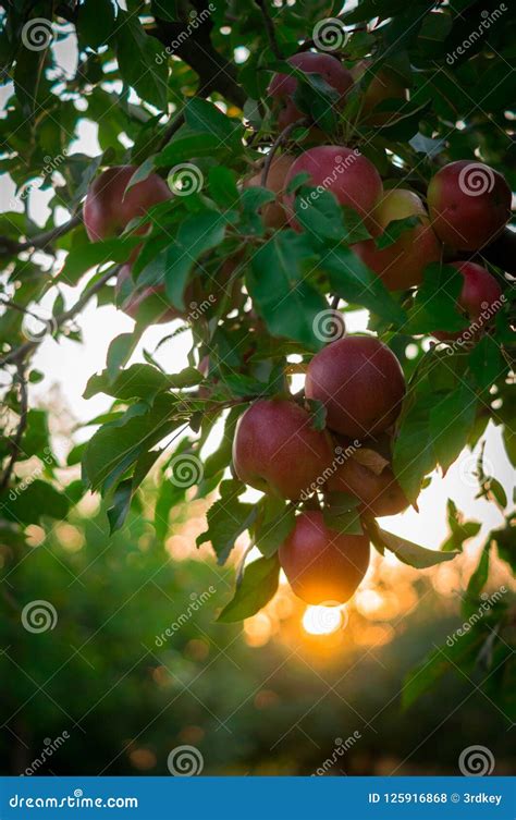 Apple On Trees In Fruit Garden On Sunset Stock Photo Image Of
