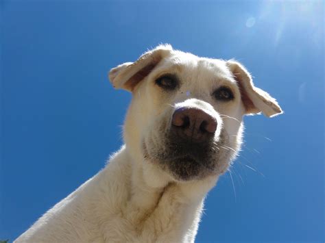 Dog Looking Down At You X Post From Rdogpictures Photoshopbattles