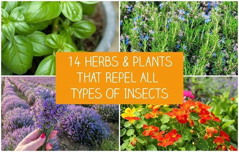 14 Herbs & Plants That Repel All Types Of Insects