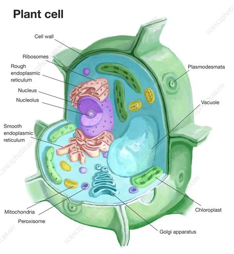 Plant Cell Illustration Stock Image C0555322 Science Photo Library