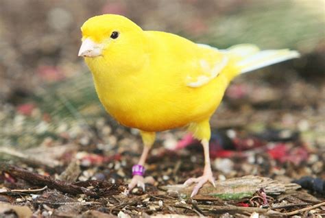 The Secret Lives Of Yellow Canaries What You Need To Know Video