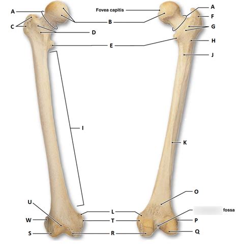 Femur Unlabeled Example Smartdraw Anatomy Anatomy Bon Vrogue Co
