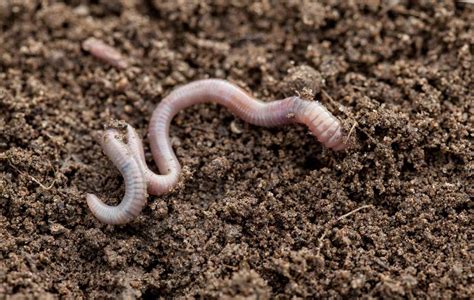 How To Attract Earthworms To Your Garden Haute Life Hub