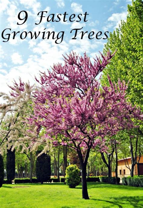 40 Beautiful Flowering Trees Ideas For Yard Landscaping Fast Growing