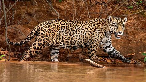 Hunting and habitat loss due to deforestation continue to threaten the survival. Jaguars - NWF | Ranger Rick