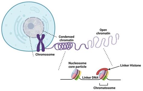 Chromatin In A Cell Model