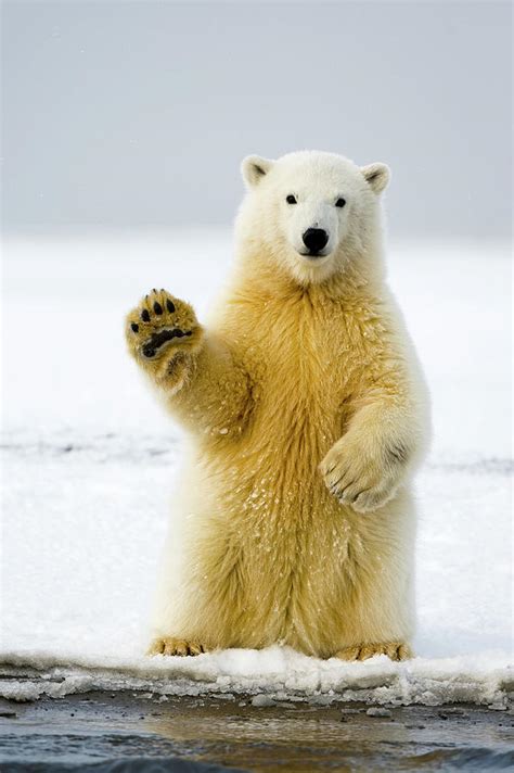 Polar Bear Cub Sits Up On Its Hind Legs Balancing Alaska Photograph