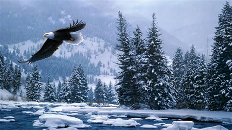 Flying Bald Eagle In Snow Covered Forest During Winter K Hd Birds Wallpapers Hd Wallpapers