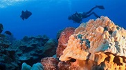 Scuba Diving Rarotonga The Cook Islands Travel Video - YouTube