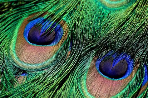 Peacock Feather Dazzling Green Free Photo On Pixabay Pixabay