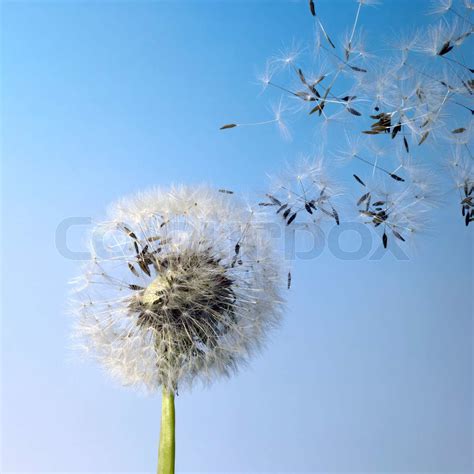 Dandelion Blowball And Flying Seeds Stock Image Colourbox
