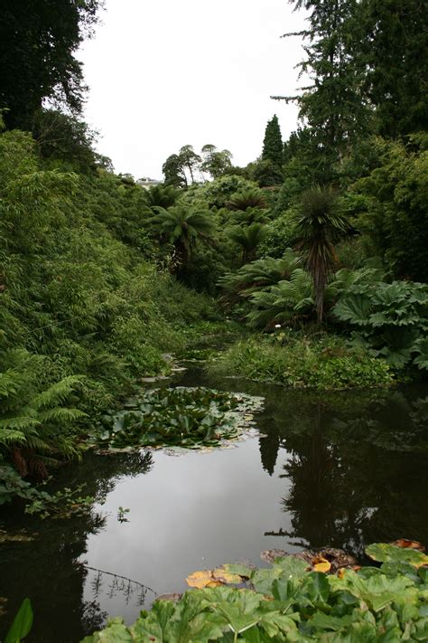 Jungle Pond Lost Gardens Of Heligan Greenary Pond Life Nature