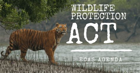 Ecas Agenda Why The Need Of Wildlife Protection Act In India