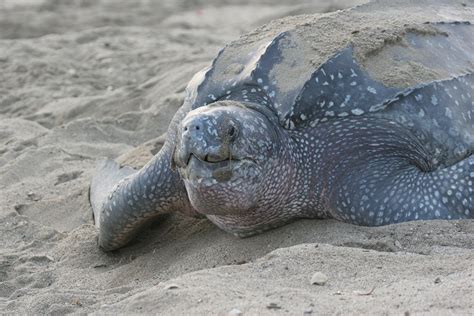 Leatherback Turtle Dermochelys Coriacea Grande Riviere Flickr