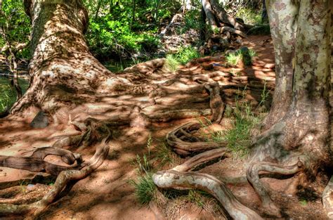 Exposed Tree Roots Free Stock Photo Public Domain Pictures