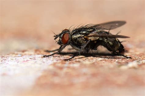Small Black Fly With Red Eyes On The Pavement Stock Image Image Of