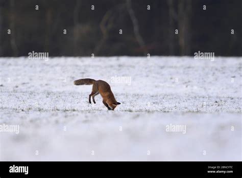 Red Fox Pouncing In Snow Hi Res Stock Photography And Images Alamy