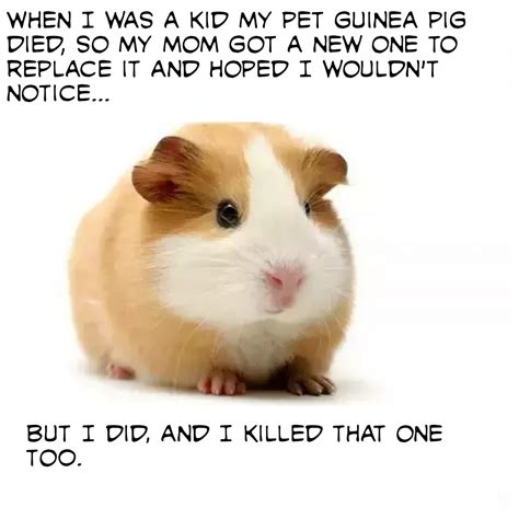 Guinea Pig Meme Subido Por Eljoker Memedroid