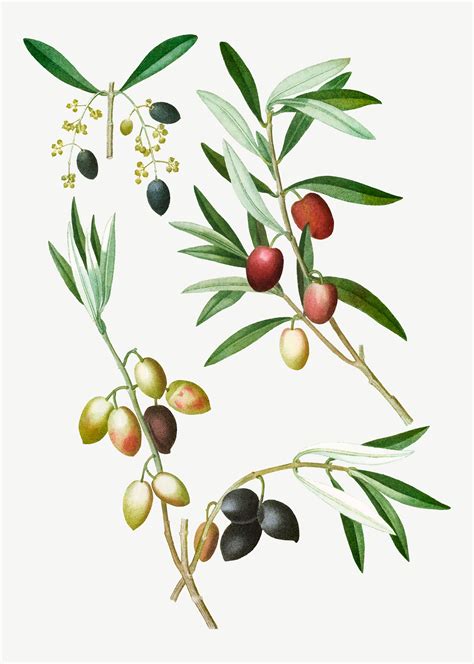 Olive Tree Branch Download Free Vectors Clipart Graphics And Vector Art