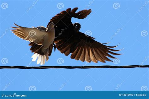 Bird Fight Stock Photo Image Of Flight Battle Dove 43548180