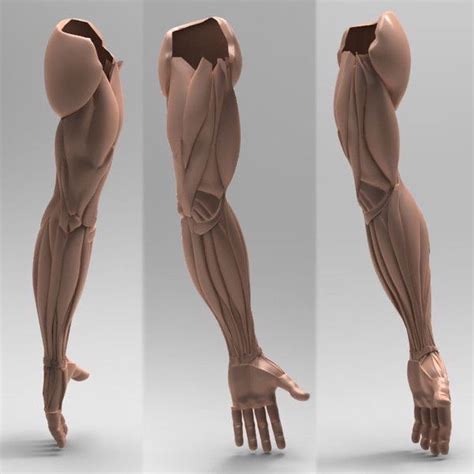 Three Different Views Of The Arm And Wrist Muscles One Showing The Upper Half Of The Arm