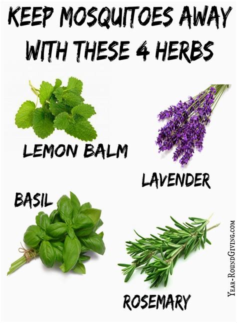 I ended up with a few bites that night, but it adds a desirable blue flower color to the garden while being a good mosquito repellent plant. Herbs that keep Mosquitoes Away - Daily Appetite