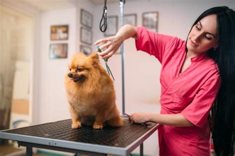 Las Mejores Peluquer As Caninas En A Coru A