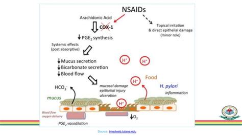 Peptic Ulcer Pathophysiology