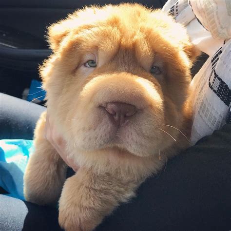 20 Pics Of Chunky Puppies That Look Exactly Like Teddy Bears Dogs Addict