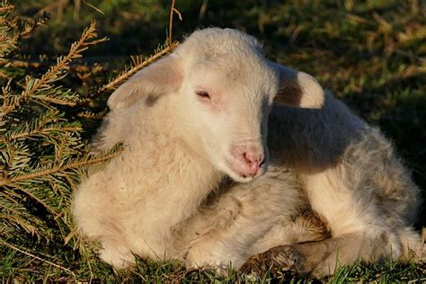 Lamb Sheep Passover Free Photo On Pixabay Pixabay
