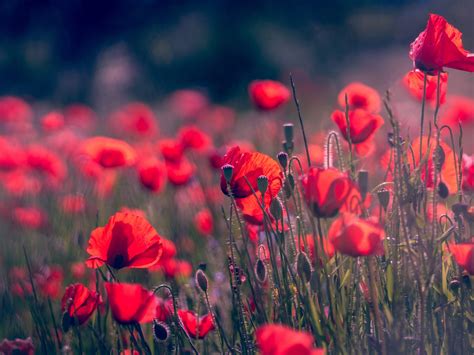 Wallpaper Spring Flowers Red Poppies 3840x2160 Uhd 4k Picture Image
