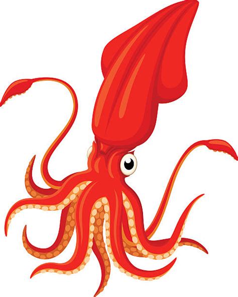 19800 Squid Stock Illustrations Royalty Free Vector Graphics And Clip