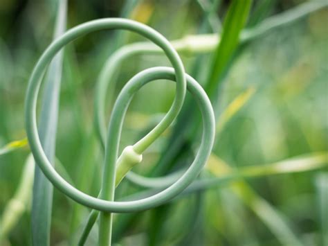 Growing Garlic Scapes What Is A Garlic Scape And How To Harvest Them