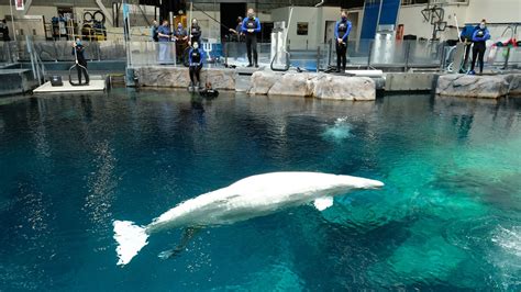 Georgia Aquarium Announces Birth Of Baby Beluga Whale Calf