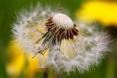 Macro Selective Focus Photography Of Dandelion Flower Hd Wallpaper