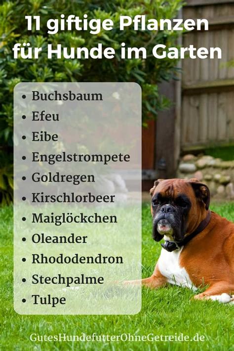 Vor allem zweigspitzen, holz und zapfen der. 11 giftige Pflanzen für Hunde! Im Garten müssen Sie hier ...