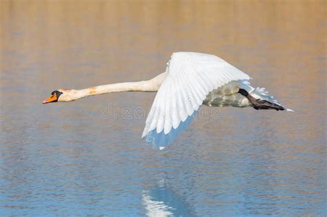 Mute Swan Cygnus Olor Flying Over Water Surface Spread Wings Stock