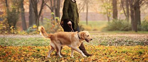 Download Panorama Golden Retriever Dog Walking Picture