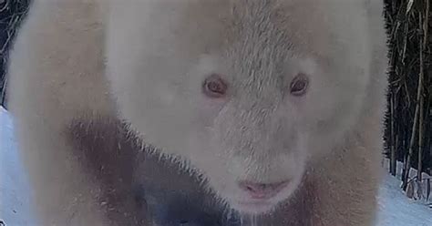 Albino Panda Believed To Be Only One Of Its Kind Spotted Living In