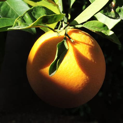 Ripening Orange Photograph By Bill Tomsa Fine Art America