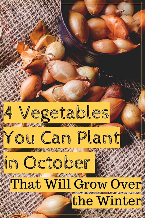 4 Vegetables To Plant In October That Will Grow Over The Winter
